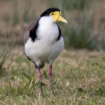 masked-lapwing